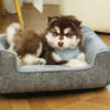 Dog Beds for Small Dogs (5)