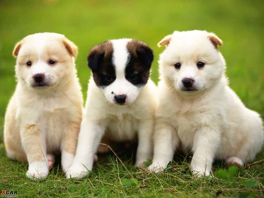 cute dogs (3)